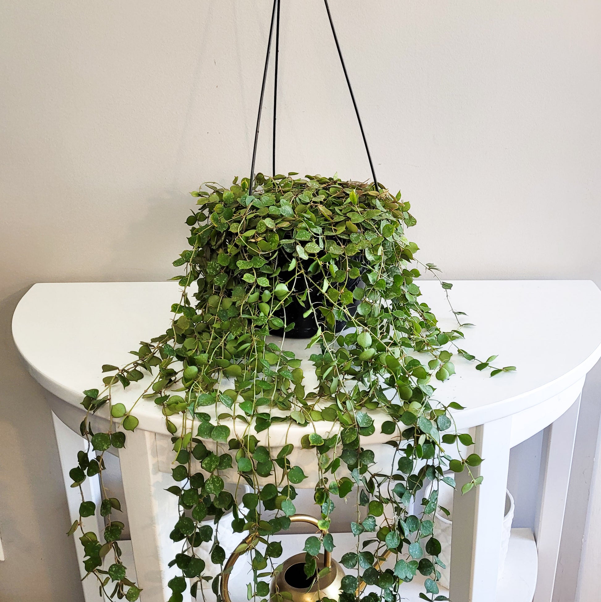 Hoya curtsii-Plants-ThePaintedLeaf