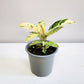 Ficus elastica 'Shivereana'-plant-ThePaintedLeaf