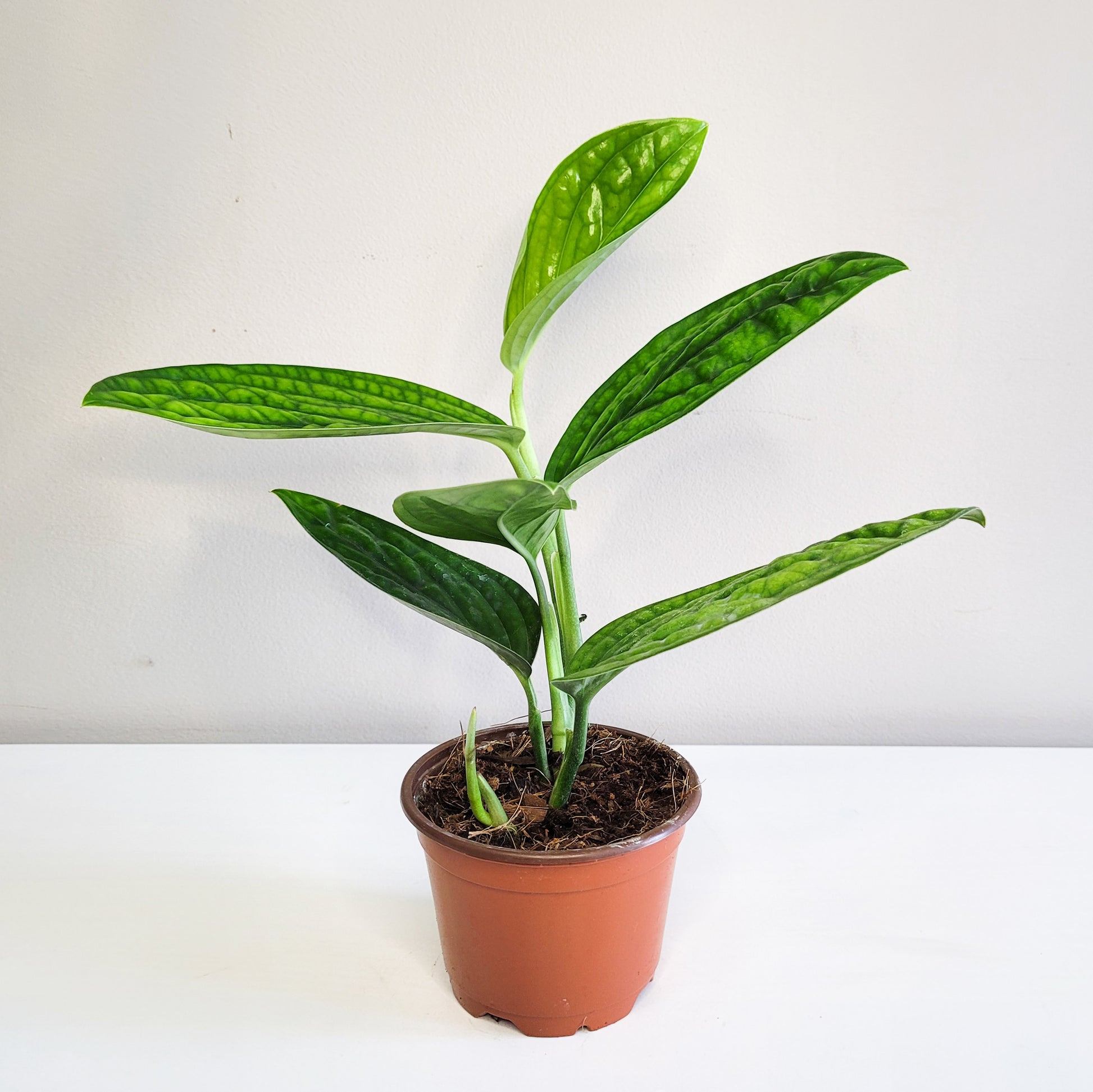 Monstera karstenianum - Peru-plant-ThePaintedLeaf