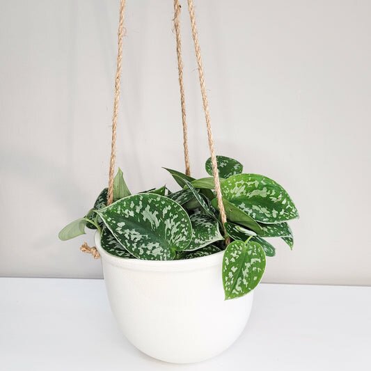 White Ceramic hanging planter-pot-ThePaintedLeaf