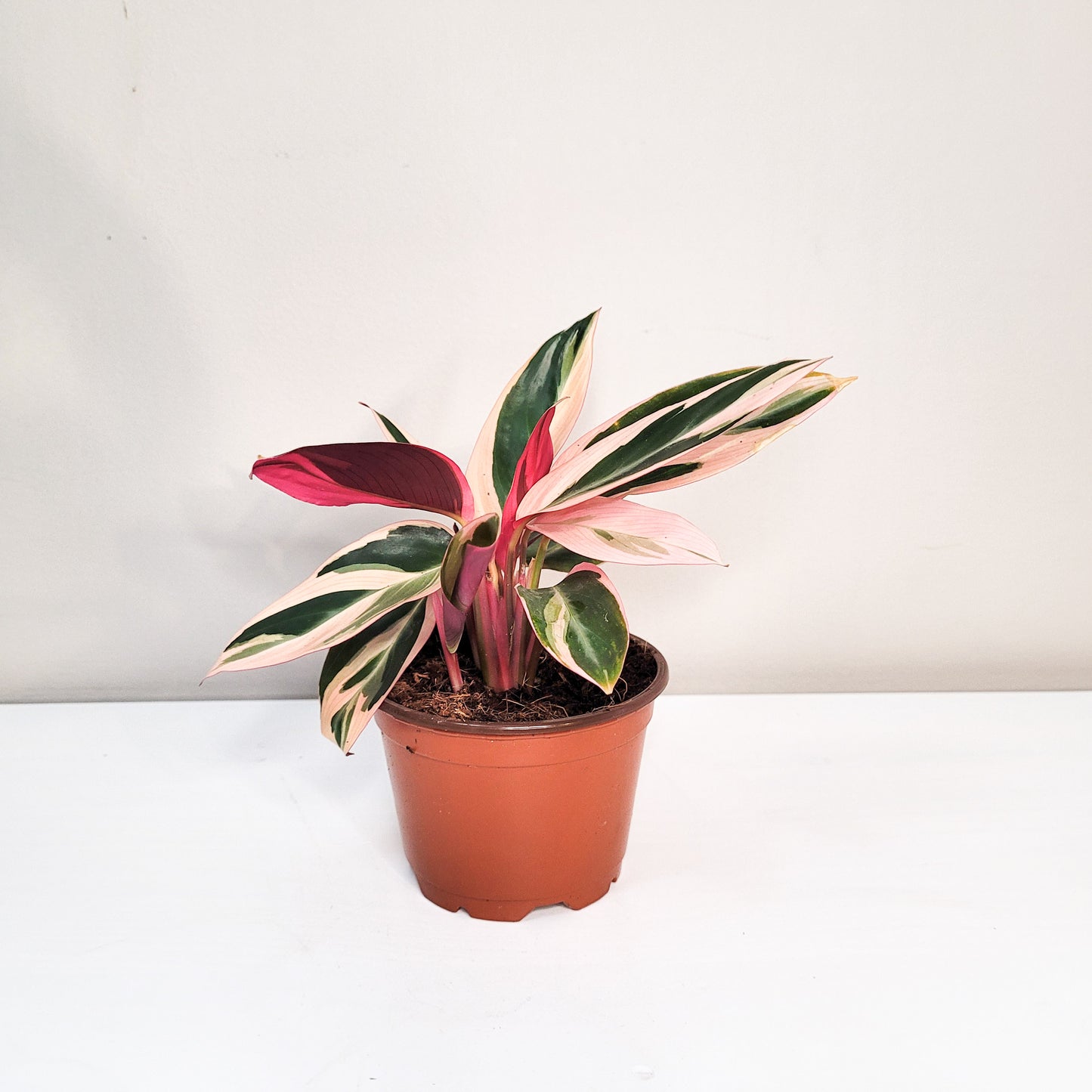 Stromanthe triostar-plant-ThePaintedLeaf