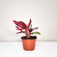 Stromanthe triostar-plant-ThePaintedLeaf