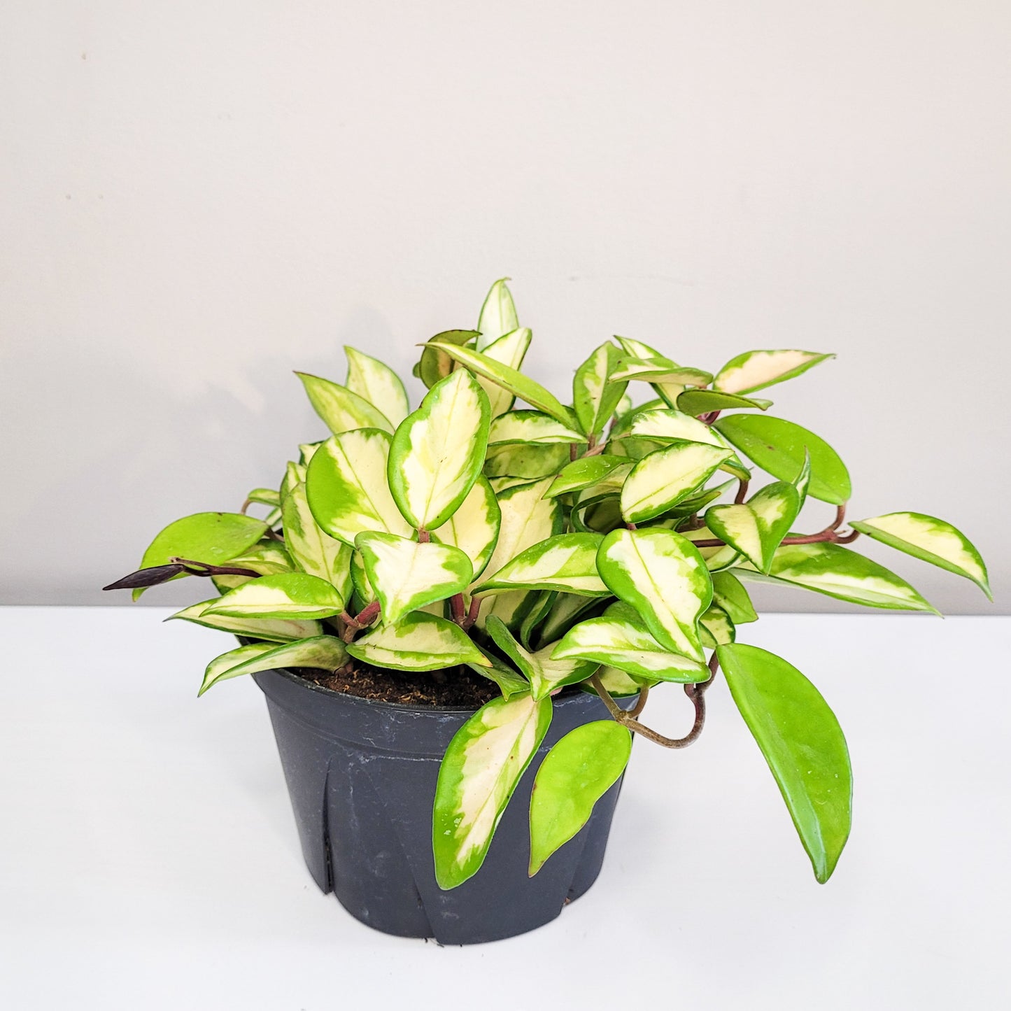Hoya carnosa rubra - Krimson Princess-plant-ThePaintedLeaf