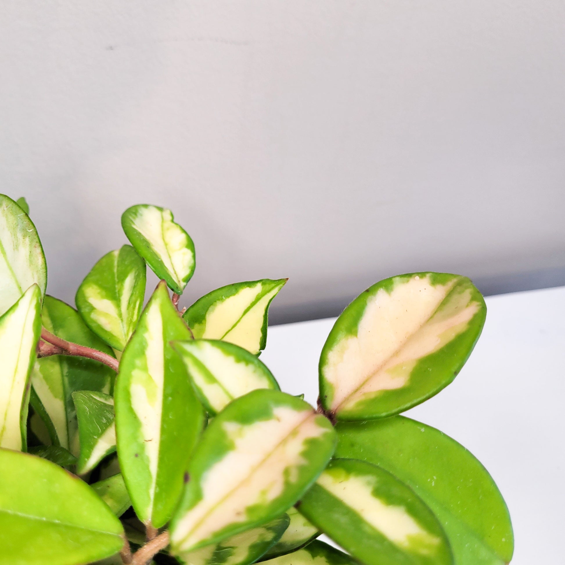 Hoya carnosa rubra - Krimson Princess-plant-ThePaintedLeaf