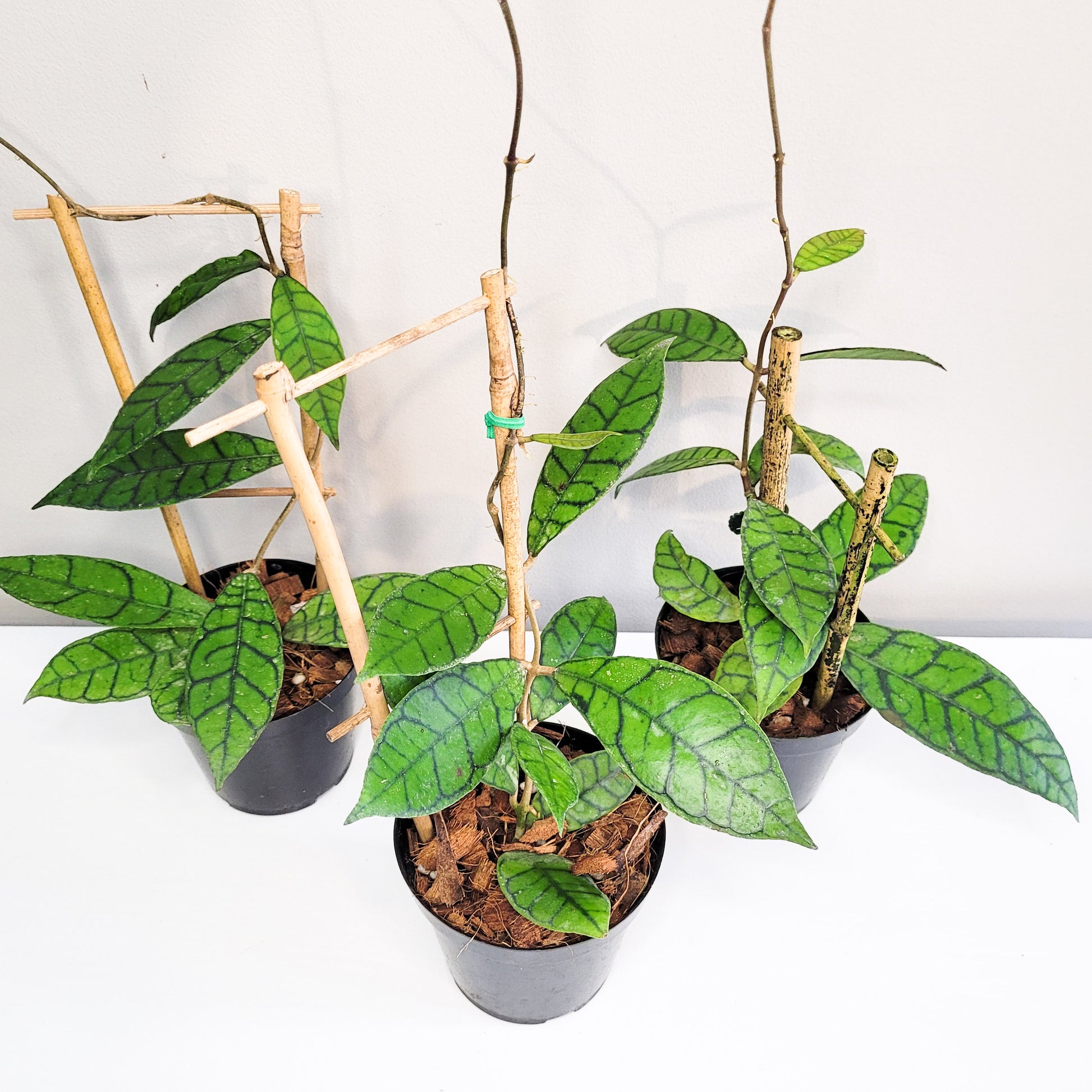 Hoya callistophylla-plant-ThePaintedLeaf