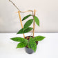 Hoya callistophylla-plant-ThePaintedLeaf