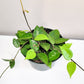 Hoya parasitica 'Black Margin'-ThePaintedLeaf