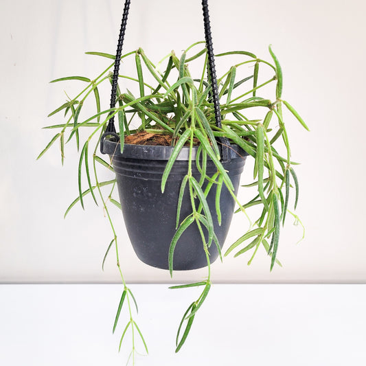 Hoya linearis-plant-ThePaintedLeaf