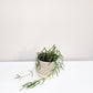 Hoya linearis-plant-ThePaintedLeaf