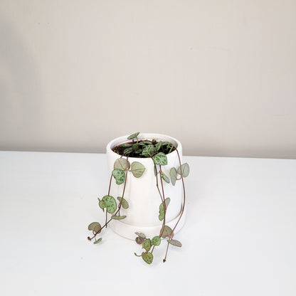 String of Hearts - Plant and Pot Combo-ThePaintedLeaf