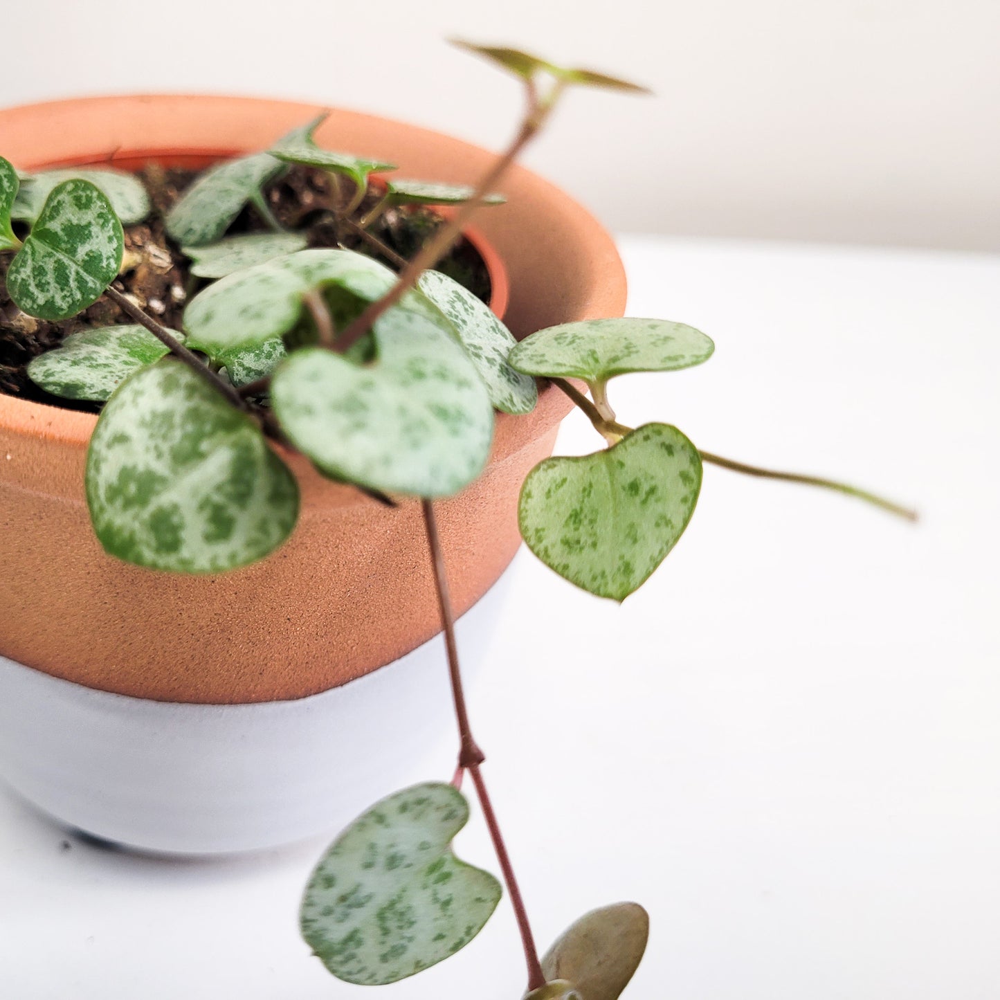 Ceropegia woodii Silver Glory - String of Hearts Silver Glory-plant-ThePaintedLeaf