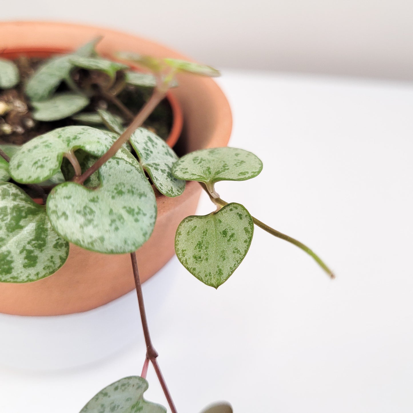 Ceropegia woodii Silver Glory - String of Hearts Silver Glory-plant-ThePaintedLeaf