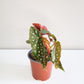 Begonia maculata - Polka dot plant-plant-ThePaintedLeaf