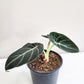Alocasia reginula - Black Velvet-Plants-ThePaintedLeaf