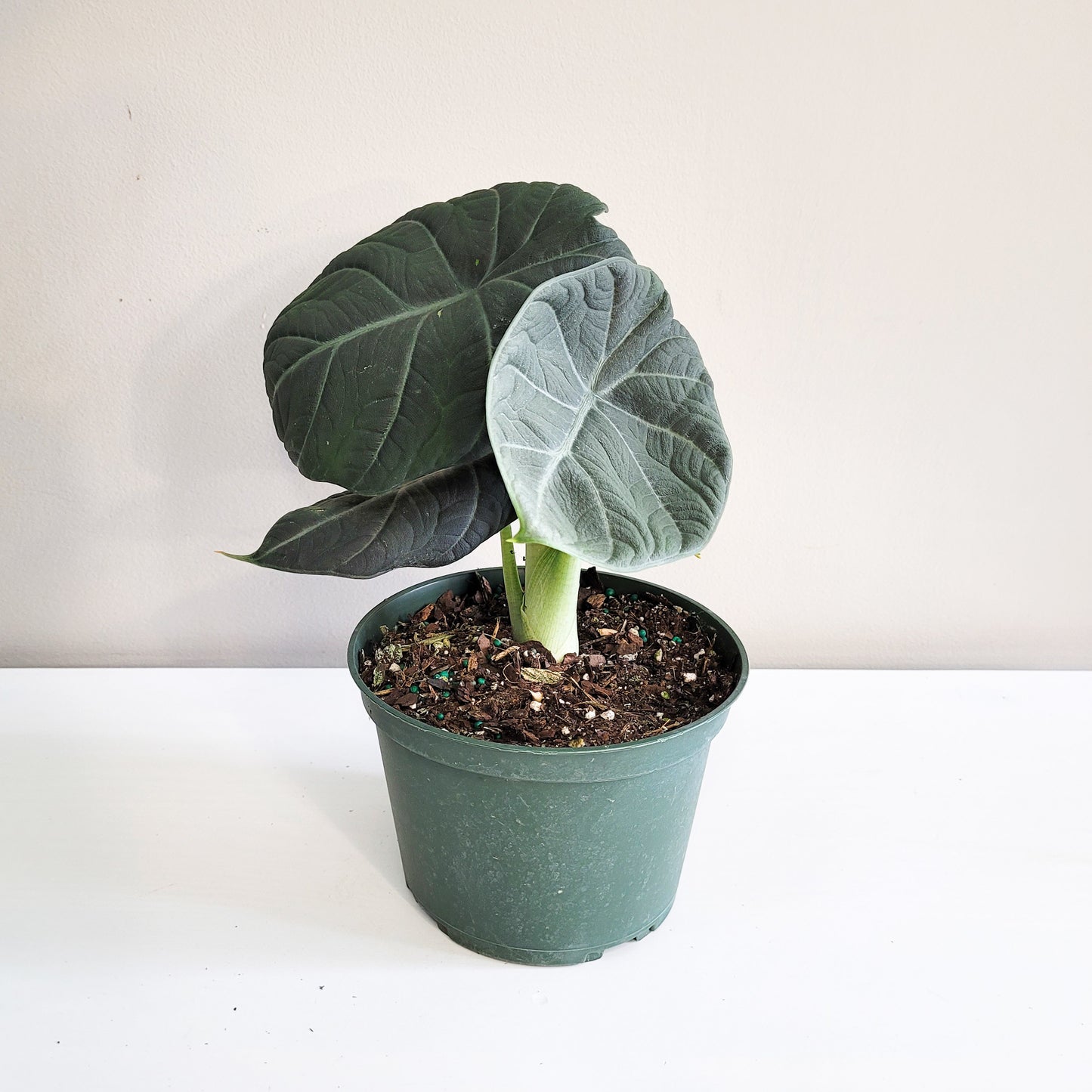 Alocasia Maharani-ThePaintedLeaf