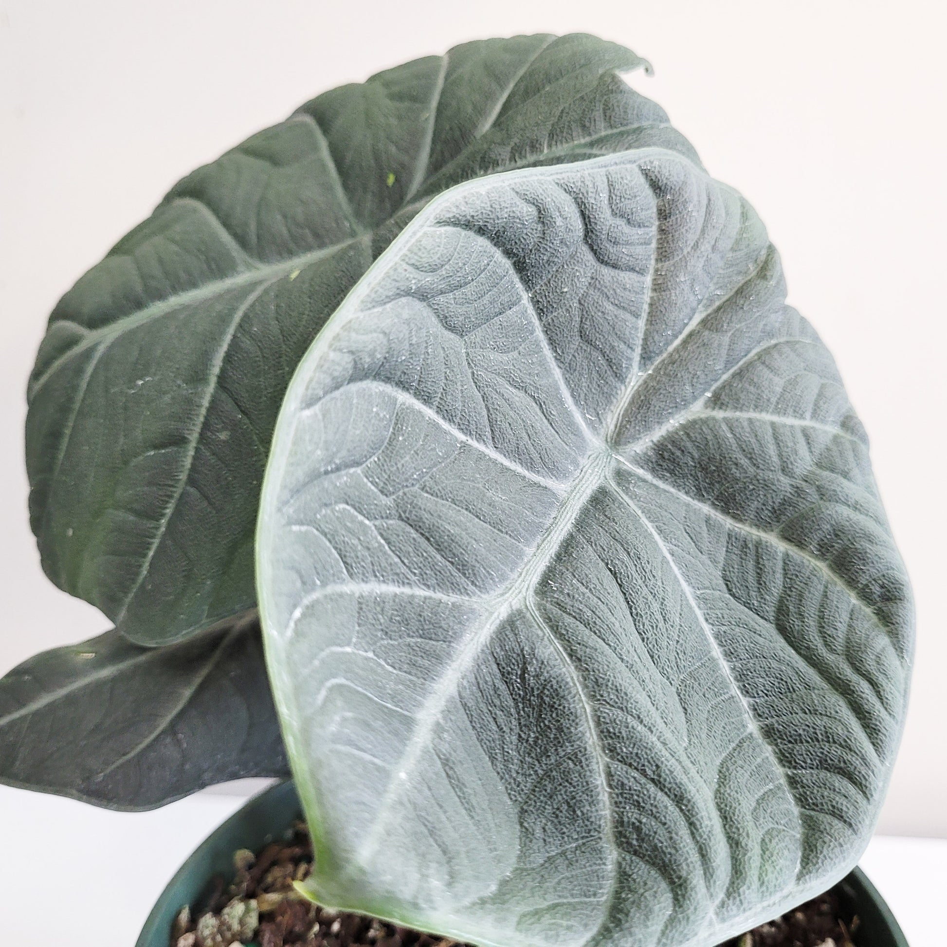 Alocasia Maharani-ThePaintedLeaf