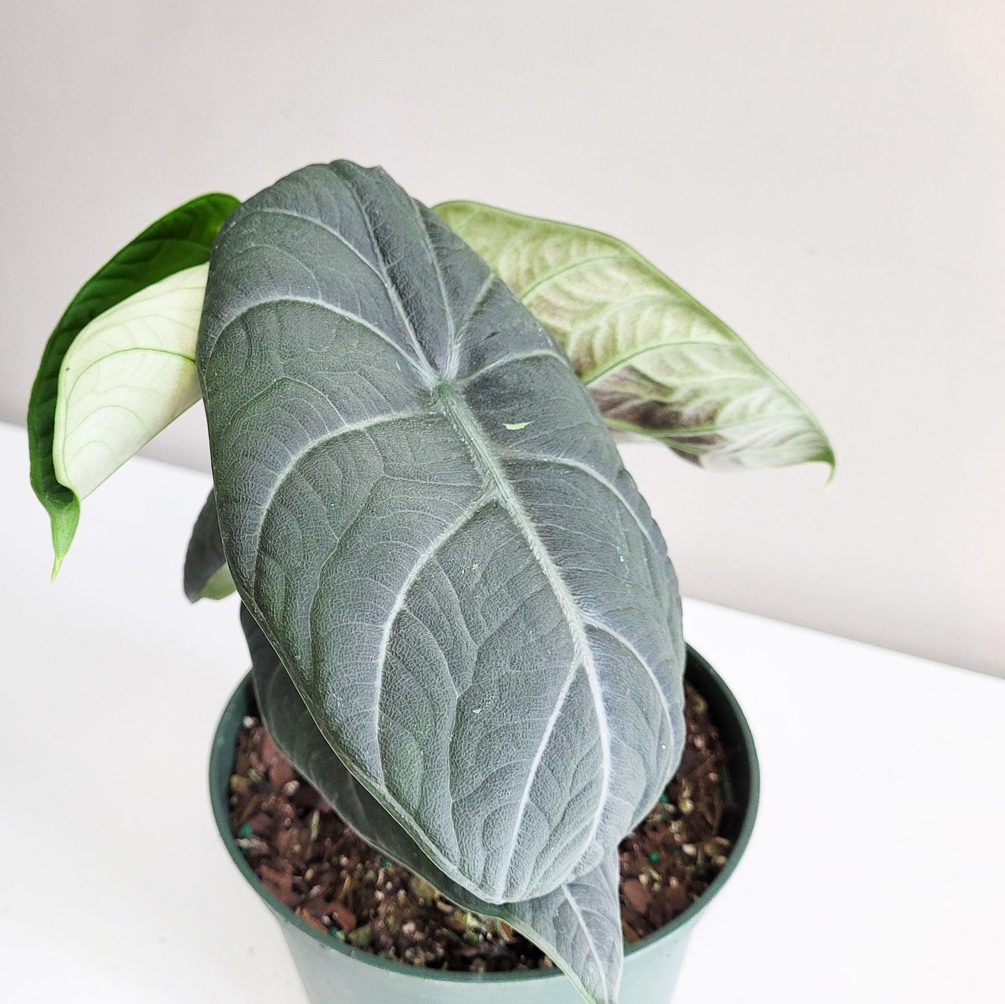 Alocasia Maharani-ThePaintedLeaf