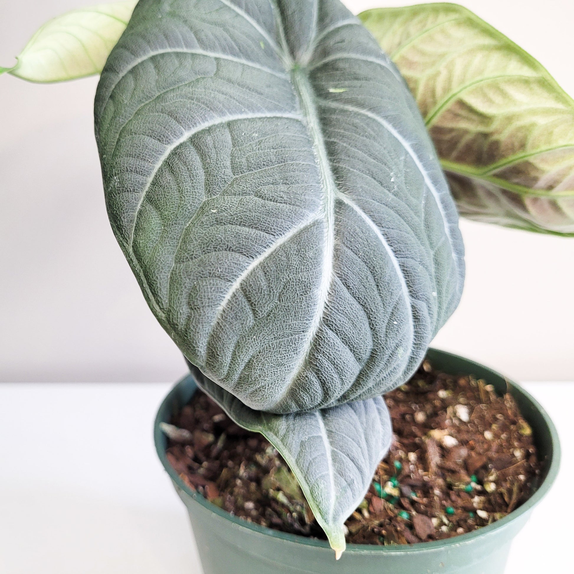 Alocasia Maharani-ThePaintedLeaf