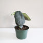 Alocasia Maharani-ThePaintedLeaf