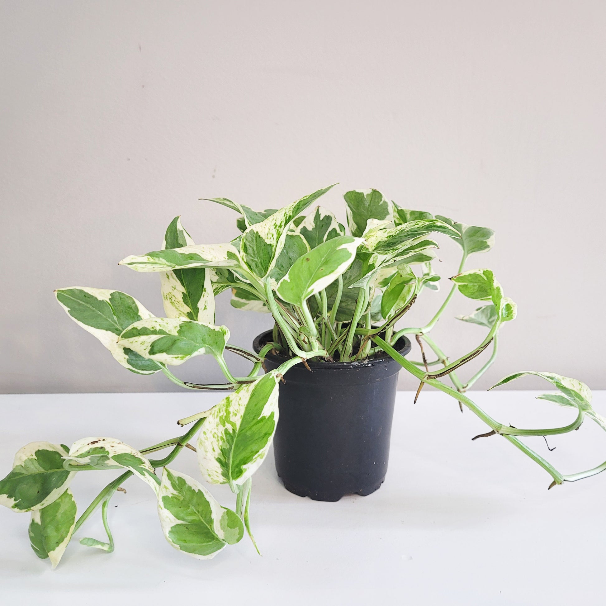 Epipremnum aureum - Pearls and Jade Pothos-plant-ThePaintedLeaf