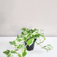 Epipremnum aureum - Pearls and Jade Pothos-plant-ThePaintedLeaf