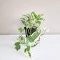 Epipremnum aureum - Pearls and Jade Pothos-plant-ThePaintedLeaf