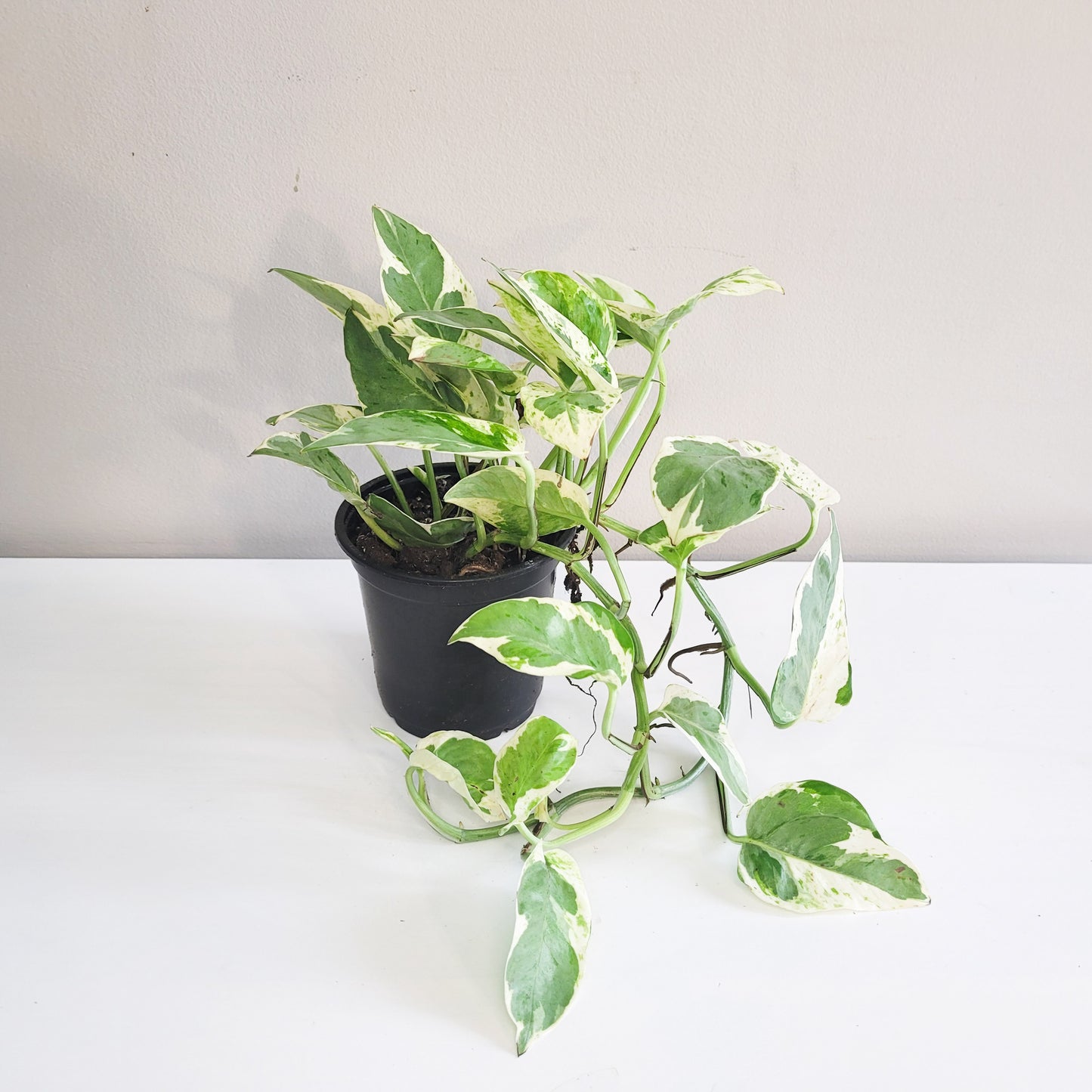 Epipremnum aureum - Pearls and Jade Pothos-plant-ThePaintedLeaf