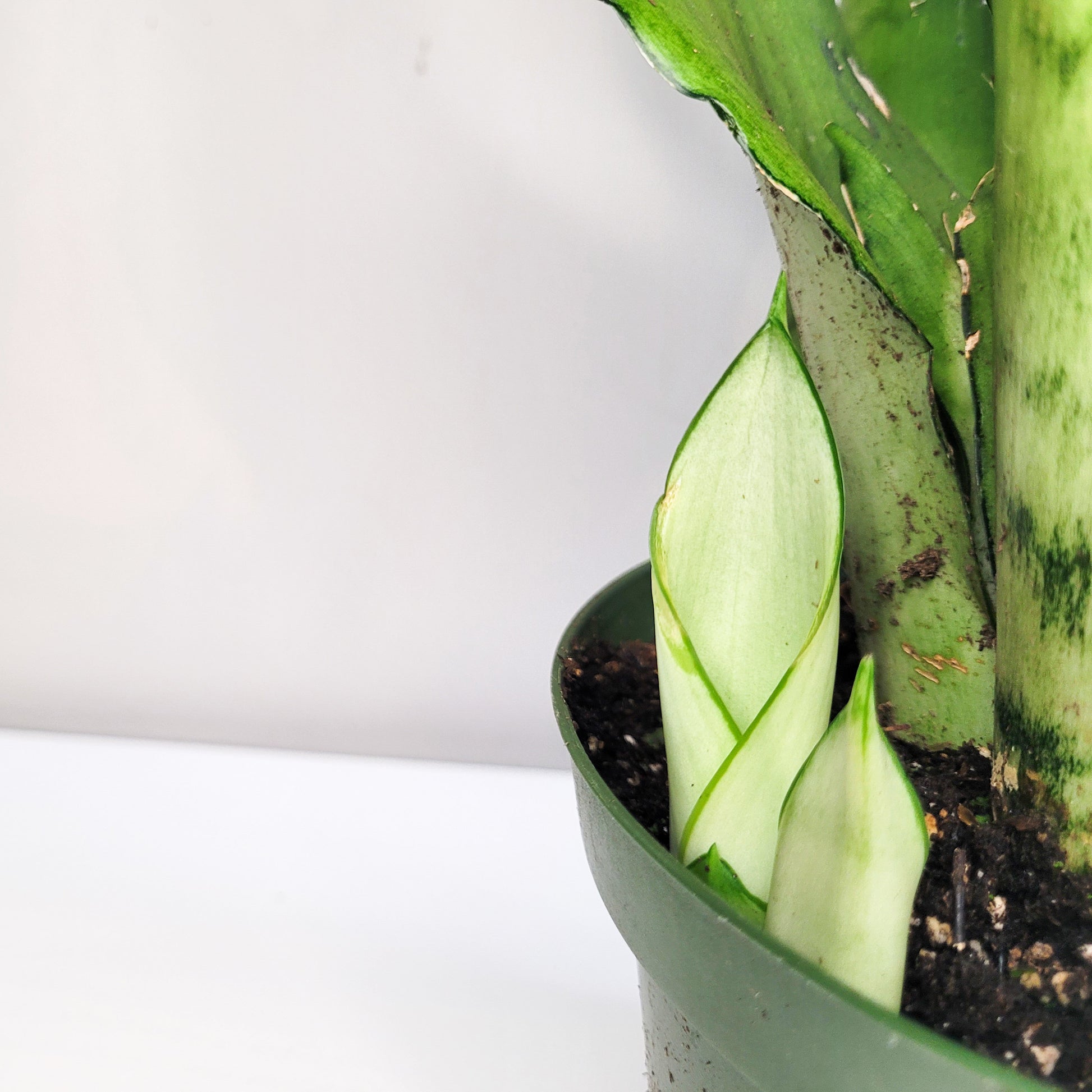 Sansevieria trifasciata Moonshine- Snake Plant-plant-ThePaintedLeaf