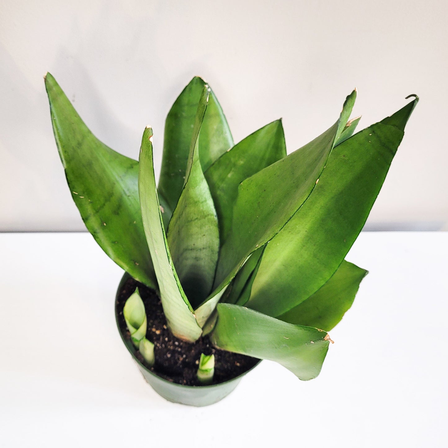 Sansevieria trifasciata Moonshine- Snake Plant-plant-ThePaintedLeaf