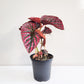 Begonia brevirimosa Sp. 'exotica'-plant-ThePaintedLeaf