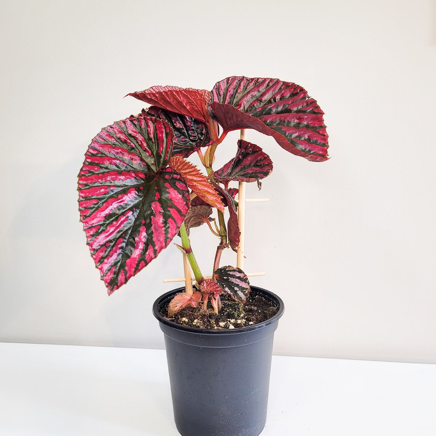 Begonia brevirimosa Sp. 'exotica'-plant-ThePaintedLeaf