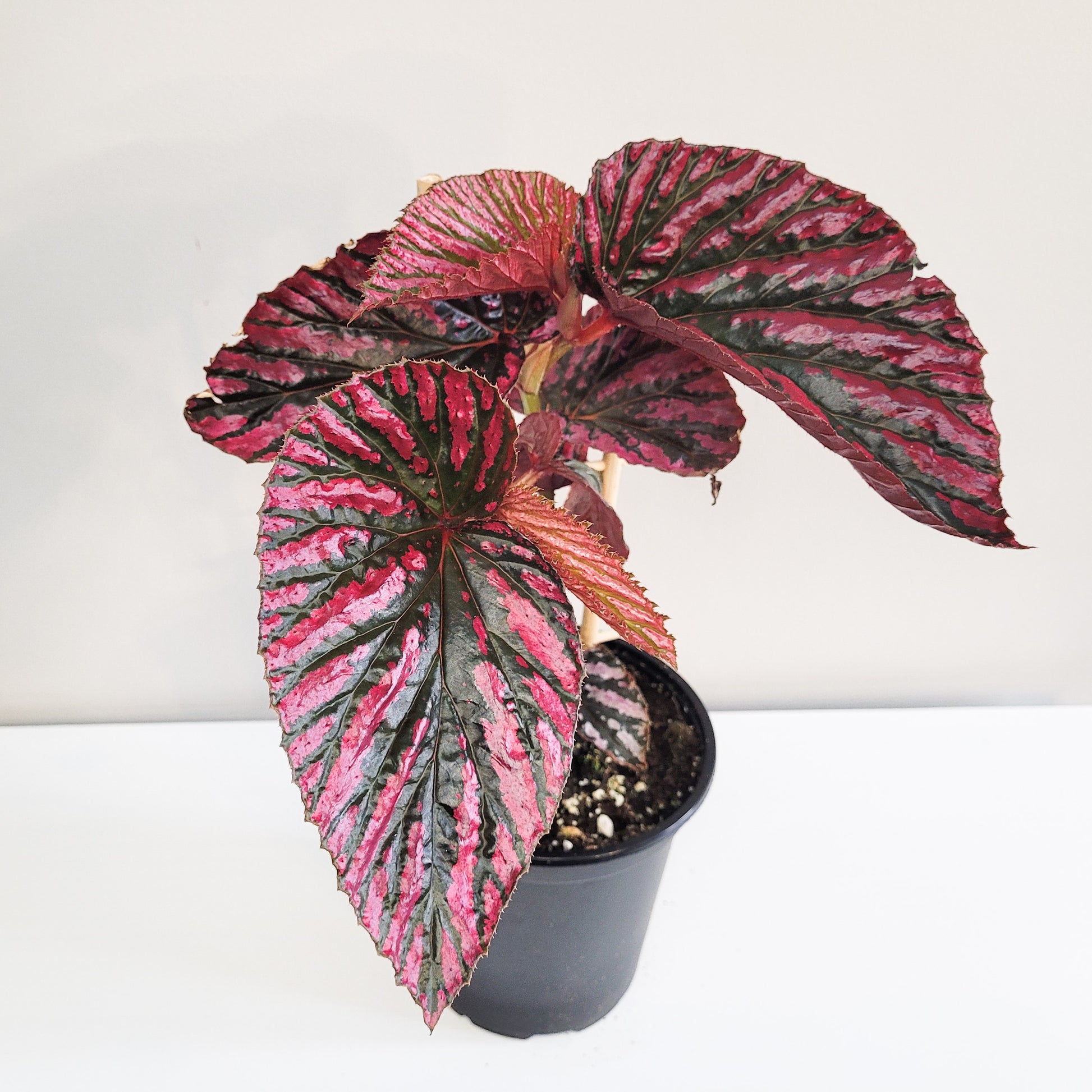 Begonia brevirimosa Sp. 'exotica'-plant-ThePaintedLeaf