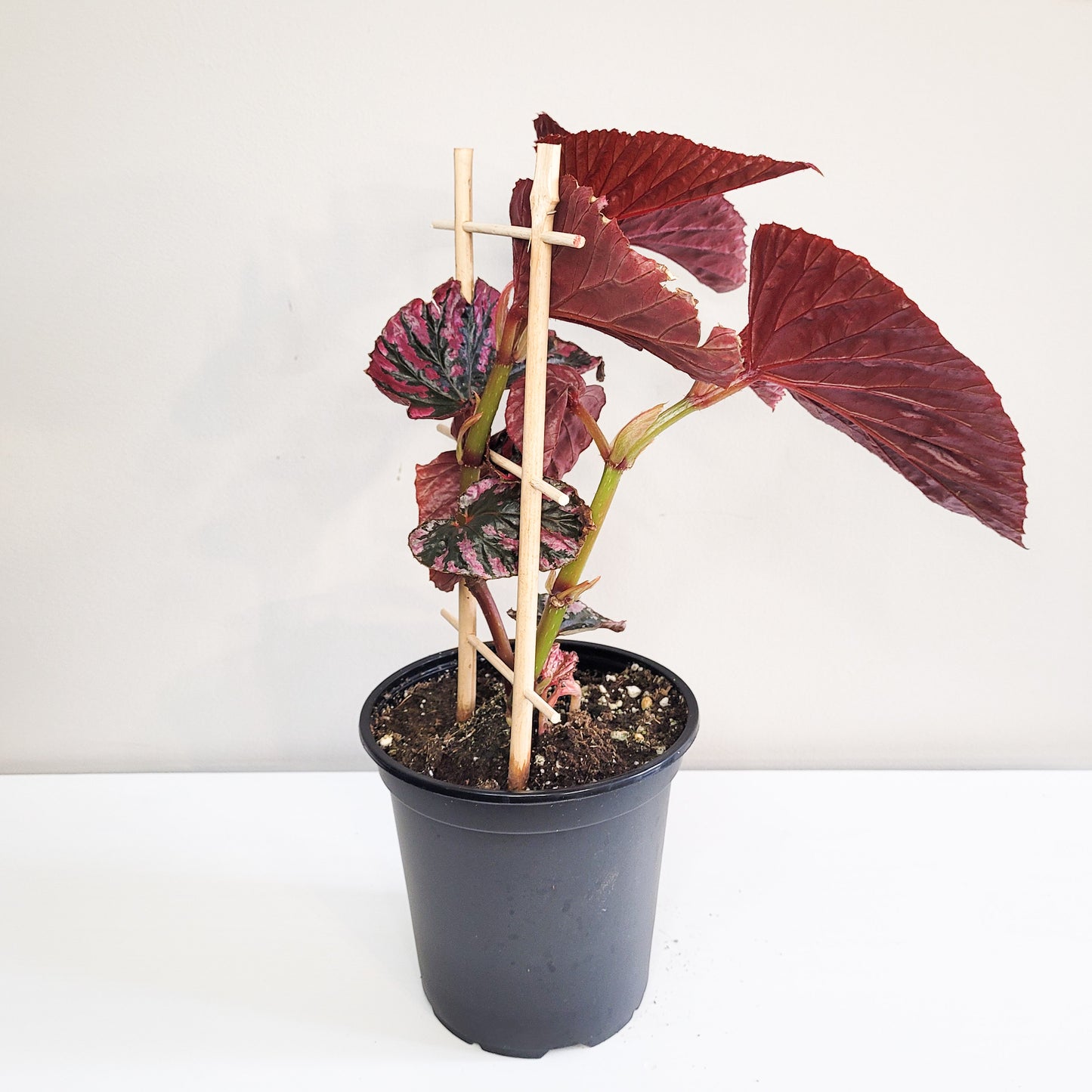 Begonia brevirimosa Sp. 'exotica'-plant-ThePaintedLeaf