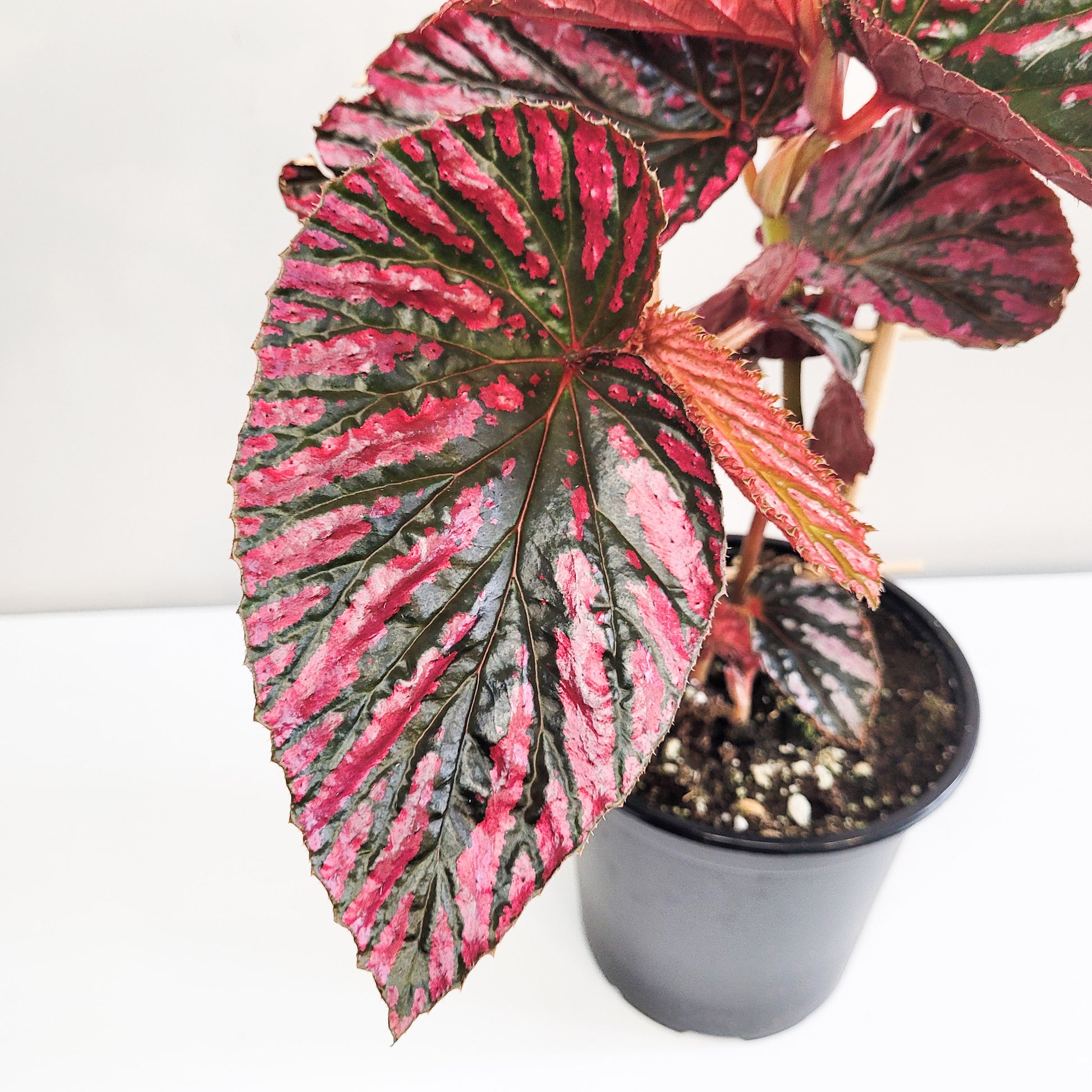 Begonia brevirimosa Sp. 'exotica'-plant-ThePaintedLeaf