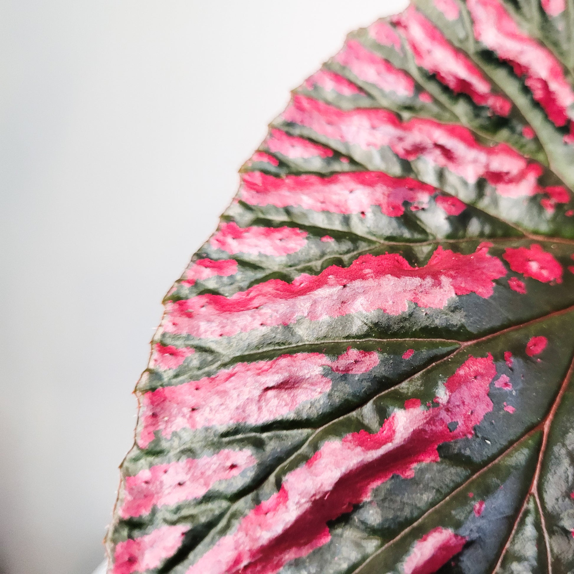 Begonia brevirimosa Sp. 'exotica'-plant-ThePaintedLeaf