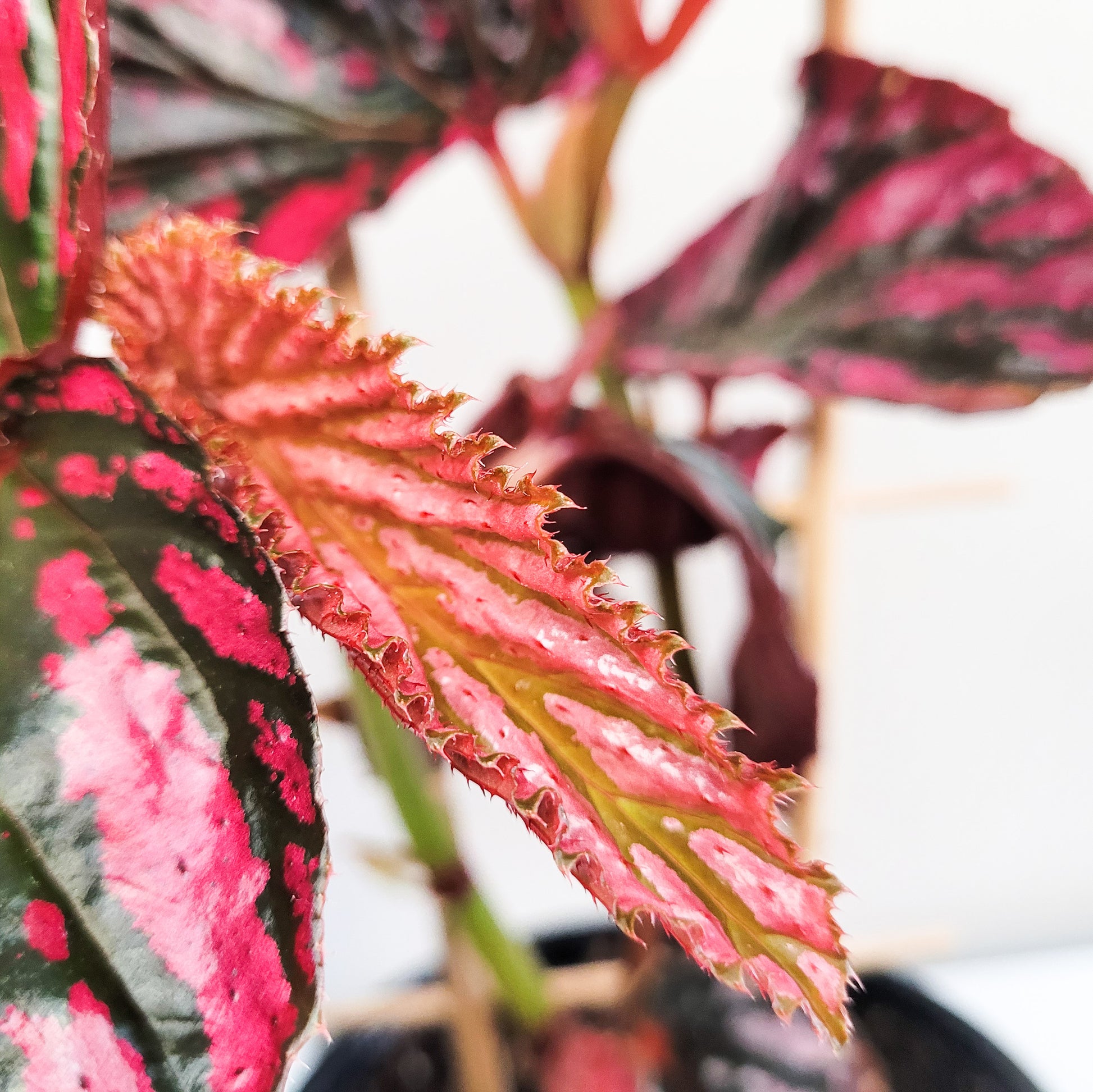 Begonia brevirimosa Sp. 'exotica'-plant-ThePaintedLeaf