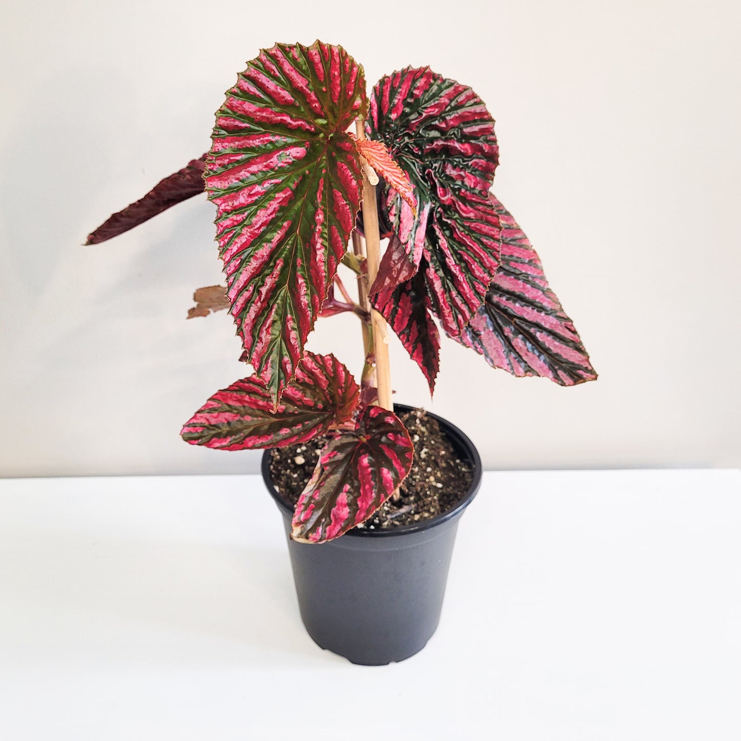 Begonia brevirimosa Sp. 'exotica'-plant-ThePaintedLeaf