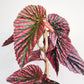 Begonia brevirimosa Sp. 'exotica'-plant-ThePaintedLeaf