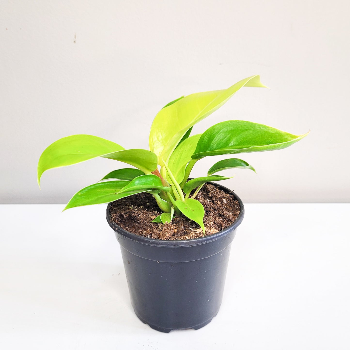 Philodendron hederaceum 'Moonlight'-plant-ThePaintedLeaf