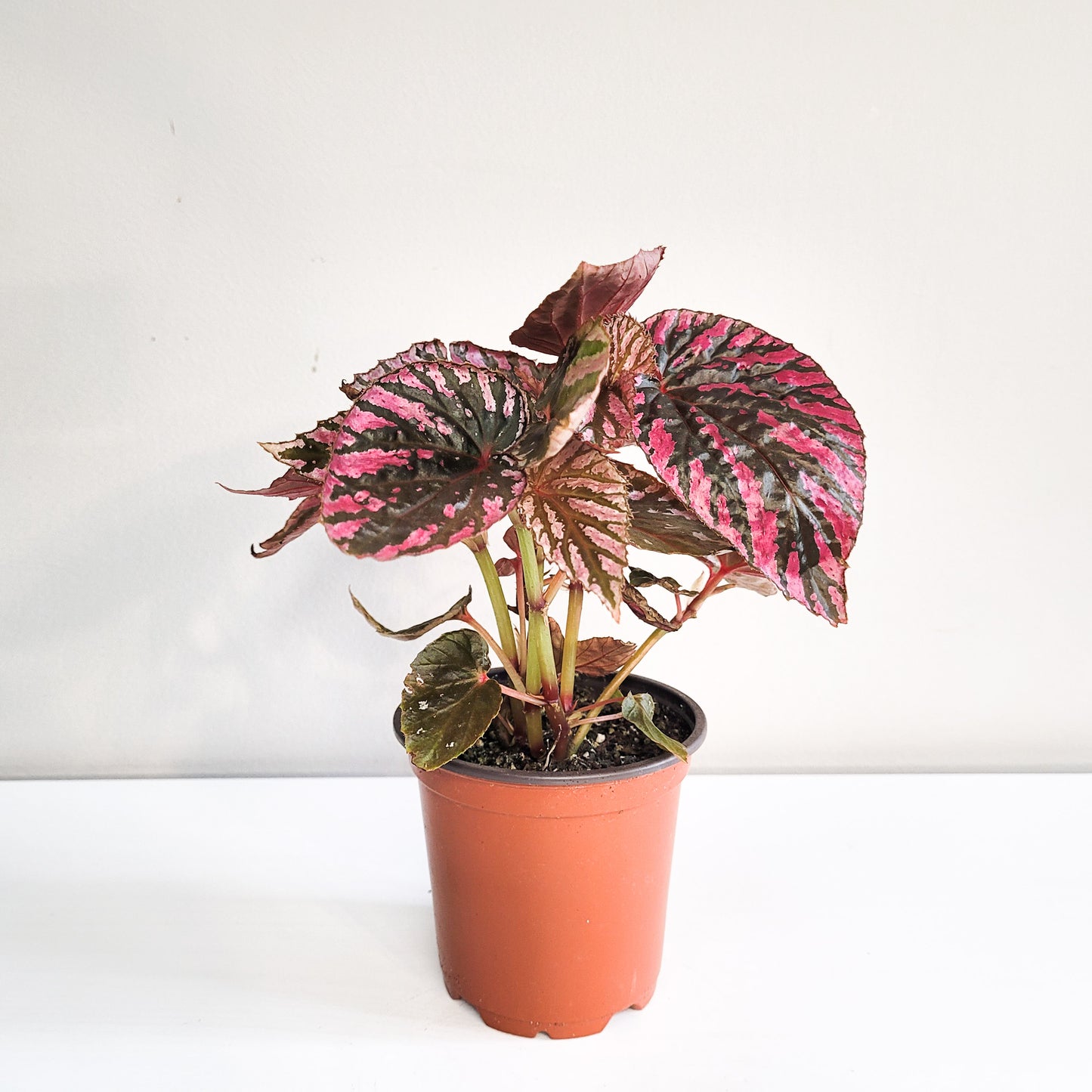 Begonia brevirimosa Sp. 'exotica'-plant-ThePaintedLeaf