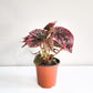 Begonia brevirimosa Sp. 'exotica'-plant-ThePaintedLeaf