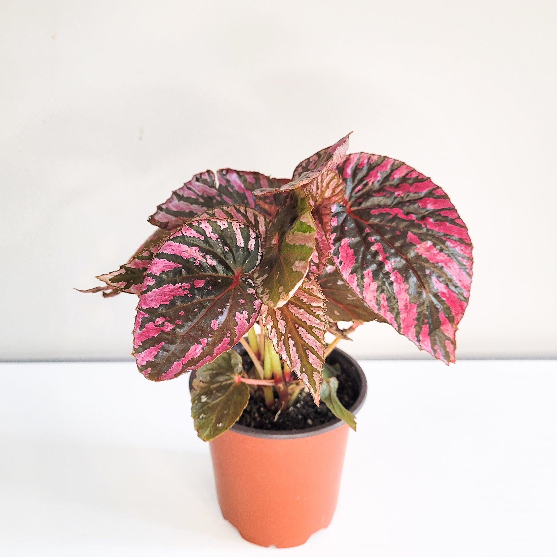 Begonia brevirimosa Sp. 'exotica'-plant-ThePaintedLeaf