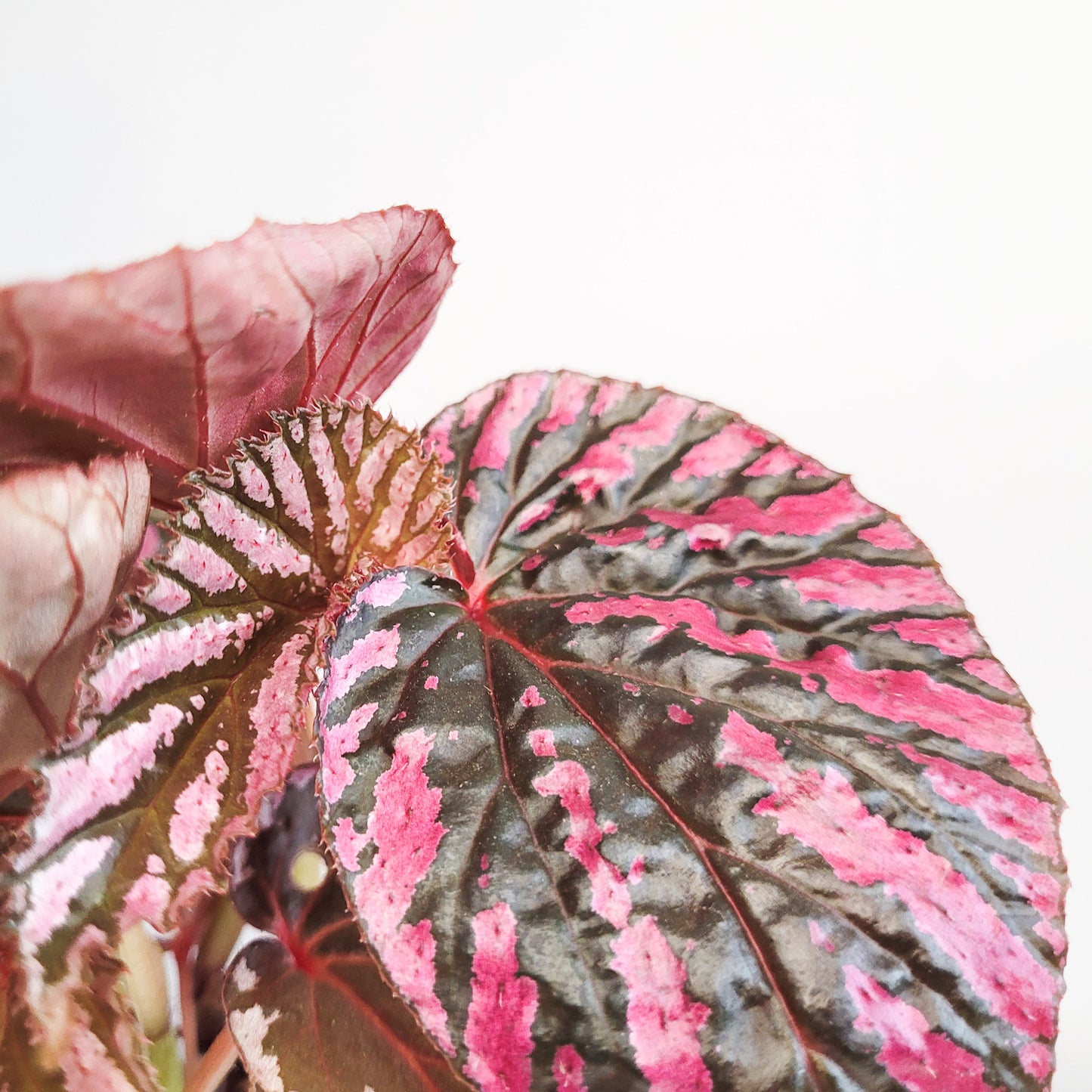 Begonia brevirimosa Sp. 'exotica'-plant-ThePaintedLeaf