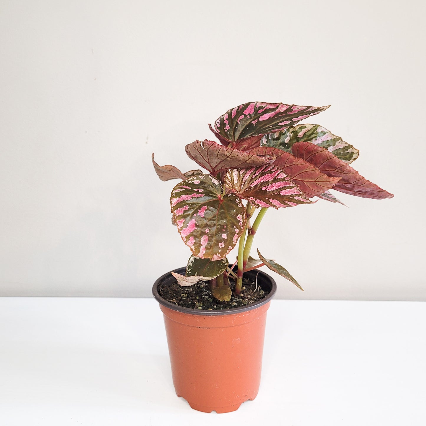 Begonia brevirimosa Sp. 'exotica'-plant-ThePaintedLeaf