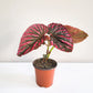 Begonia brevirimosa Sp. 'exotica'-plant-ThePaintedLeaf