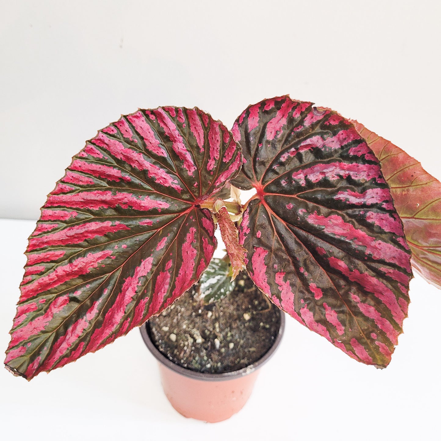 Begonia brevirimosa Sp. 'exotica'-plant-ThePaintedLeaf