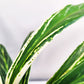 Aglaonema commutatum - Rice-plant-ThePaintedLeaf