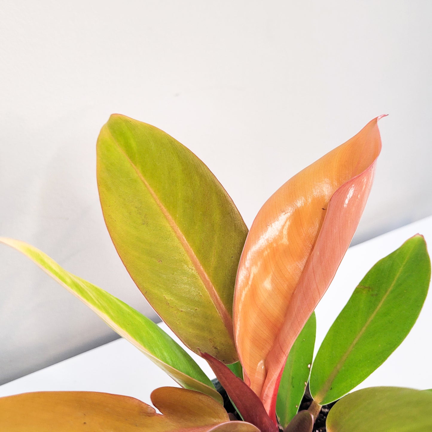 Philodendron Prince of Orange-Plants-ThePaintedLeaf