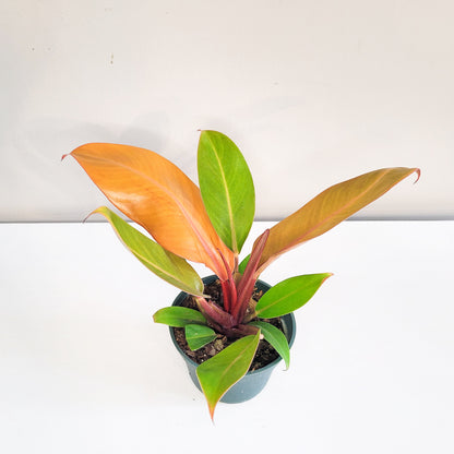 Philodendron Prince of Orange-Plants-ThePaintedLeaf