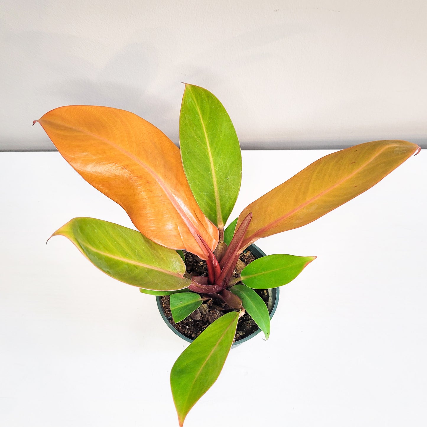 Philodendron Prince of Orange-Plants-ThePaintedLeaf